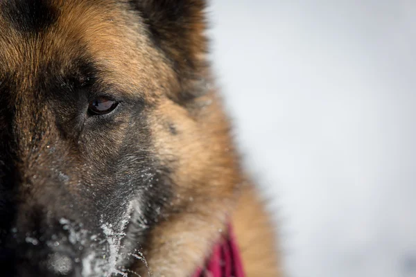 Zbliżenie Owczarek niemiecki pies w śniegu — Zdjęcie stockowe