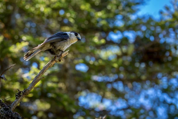 Jay cinzento pequeno empoleirado em uma árvore . — Fotografia de Stock