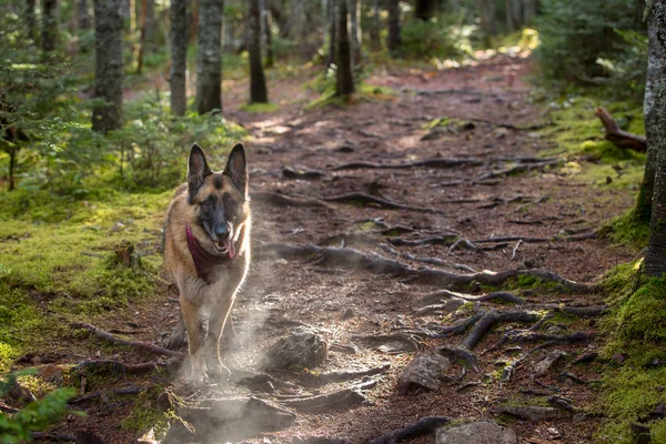 Tysken Fåraherde hund tar en paus på en vandring till byxa med synliga andetag — Stockfoto