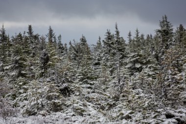 Kış Harikalar Diyarı ağaçlar karla kaplı