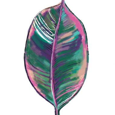 Yeşil, pembe, mor renkli Ficus Elastica Belize yaprağının el yapımı botanik çizimi. Bitki ve çiçek hayranları için botanik sanatı kartpostalı