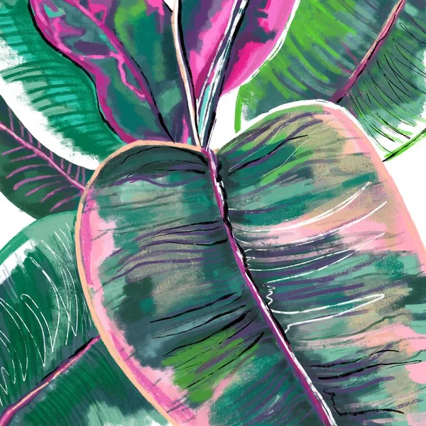 Ficus Elastica Belesieの手描きの植物イラストは緑 ピンク 紫の色で残します すべての植物や花のファンのための植物アートプリントポストカード — ストック写真