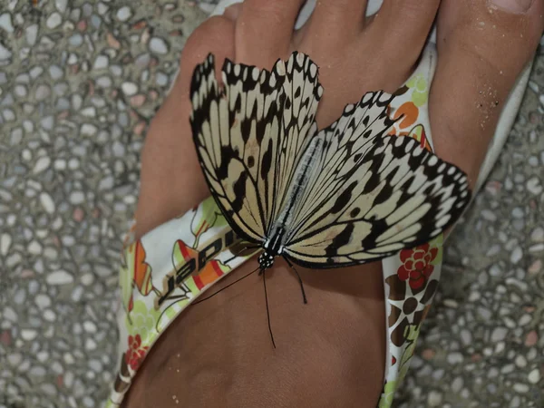 Terlik üzerinde Kelebek