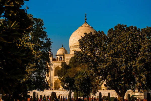 Taj Mahal op de achtergrond van de bomen. Agra, India — Stockfoto