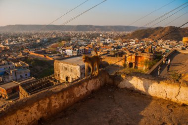 Maymun Tapınağı. Maymun duvarım. Jaipur. Hindistan.