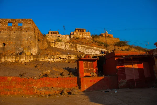 Monkey temple. Jaipur. Indien. — Stockfoto