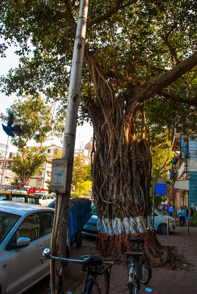 Valtava puu. Mumbai, Intia . — kuvapankkivalokuva