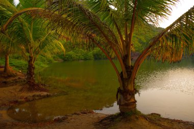 Palmiye ağaçları. Göl. Goa devlet, Hindistan.