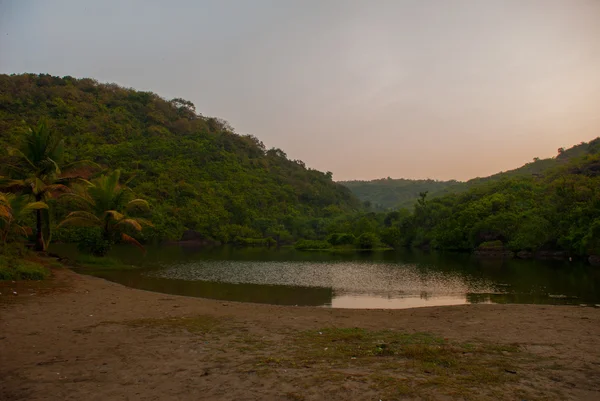 Palmeiras. Lago. Estado de Goa, Índia . — Fotografia de Stock