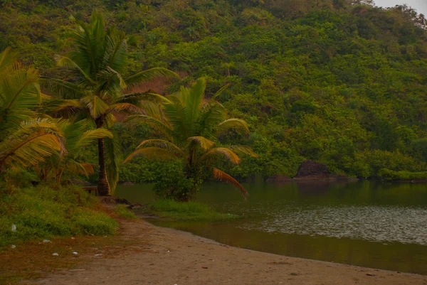 Pohon palem. Danau. Goa negara, India . — Stok Foto