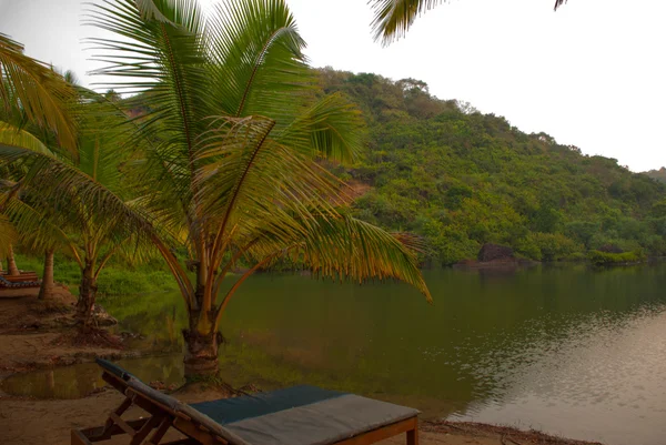 Pohon palem. Danau. Goa negara, India . — Stok Foto