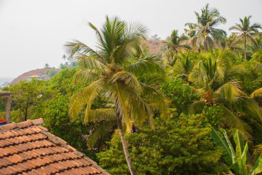 Hindistan cevizi avuç içi. Goa devlet, Hindistan.