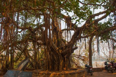 büyük güzel banyan ağacı