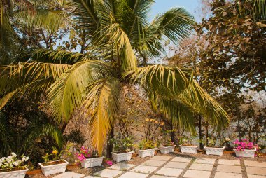 Hindistan cevizi avuç içi. Goa devlet, Hindistan.