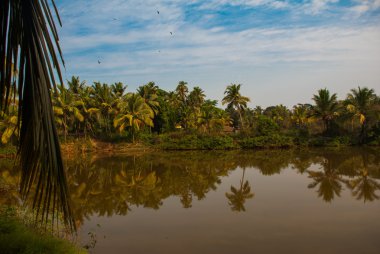 Palmiye ağaçları ve su birikintisi. Goa. Hindistan