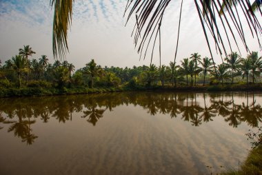 Palmiye ağaçları ve su birikintisi. Goa. Hindistan