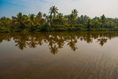 Palmiye ağaçları ve su birikintisi. Goa. Hindistan
