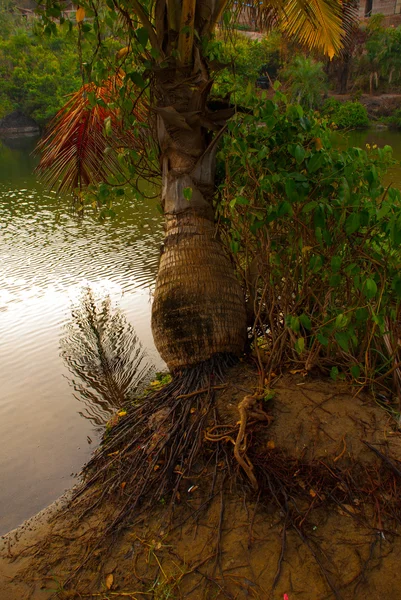 Des palmiers. Le lac. État de Goa, Inde . — Photo