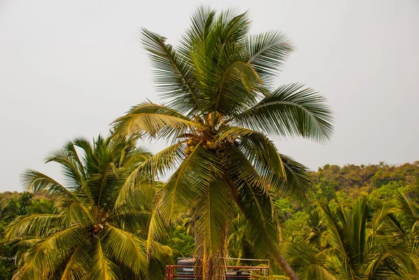Кокосових пальм. Штату Гоа, Індія. — стокове фото