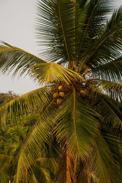 Coconut palms. Goa state, India. — Stock Photo, Image