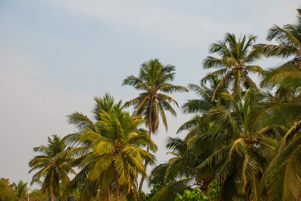 Кокосовые пальмы. Штат Гоа, Индия . — стоковое фото