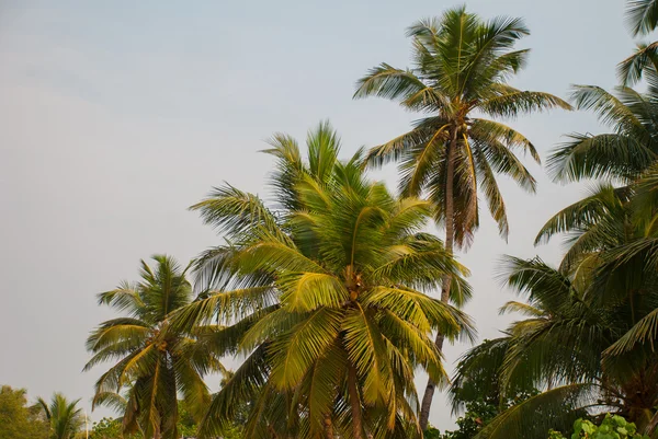 Kokospalmer. Indiska delstaten Goa. — Stockfoto