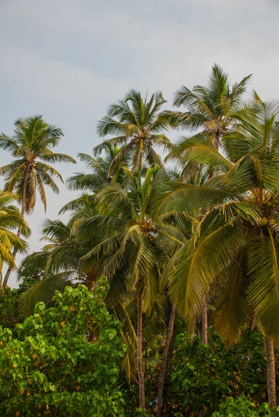 Palmeras de coco. Goa, India . — Foto de Stock