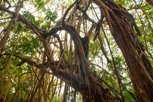 Gran hermoso árbol de banyan —  Fotos de Stock