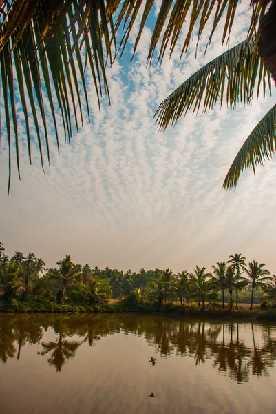 Palmeiras e lagoa. Goa. Índia — Fotografia de Stock