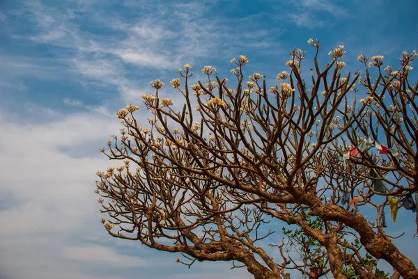 Kwiat Frangipani. Plumeria. — Zdjęcie stockowe