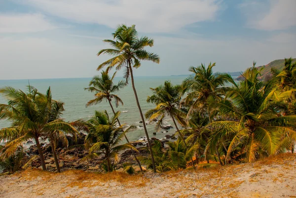 Des palmiers. La mer. État de Goa, Inde . — Photo