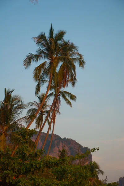 Palm trees. Krabi, Ao Nang, Thailand. — Stock Photo, Image