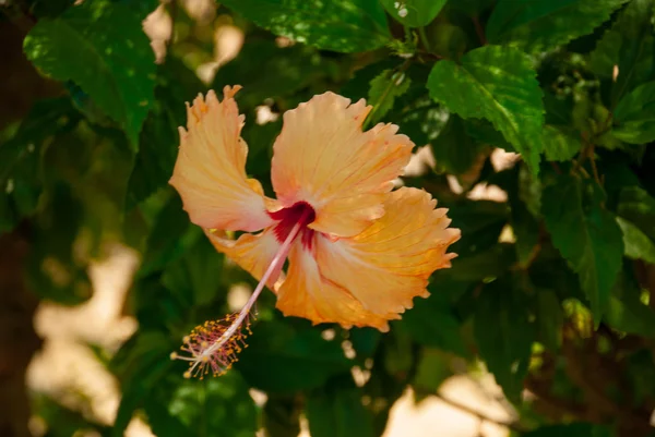 아름 다운 주황색 꽃 — 스톡 사진