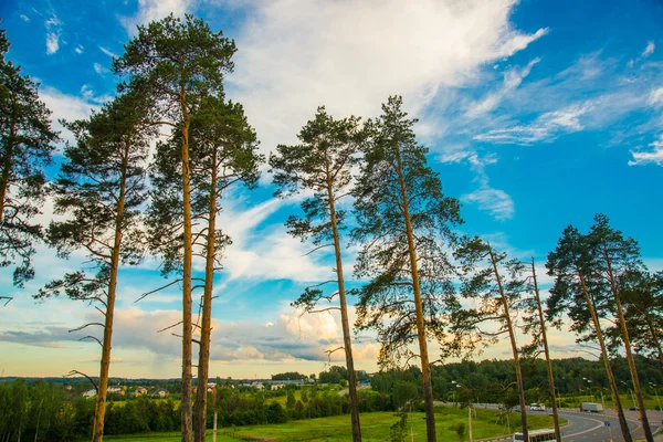 El pino sobre el fondo del cielo azul por la tarde en los suburbios. Verano. Rusia. Istra. . — Foto de Stock