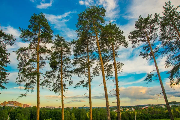 El pino sobre el fondo del cielo azul por la tarde en los suburbios. Verano. Rusia. Istra. . — Foto de Stock