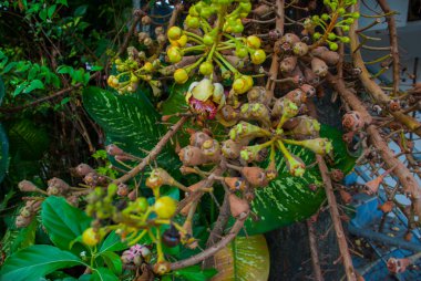Olağandışı ağaçlar. Tayland.