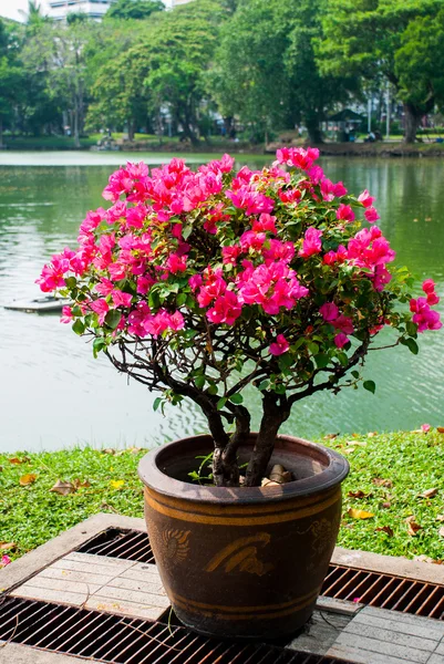 Flores Rojas. Tailandia . — Foto de Stock