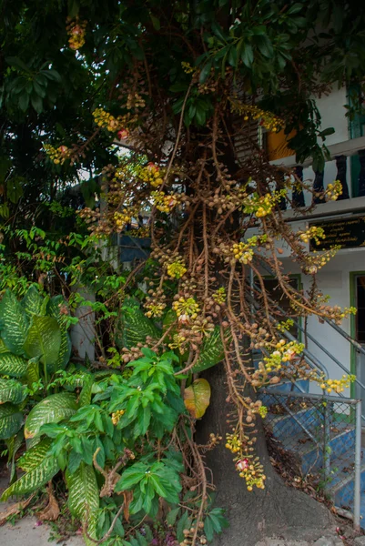 Ovanliga träd. Hatyai. Thailand. — Stockfoto