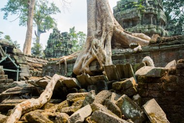 Tapınak duvarları ağaçta. Ta Prohm.Angkor.Cambodia.