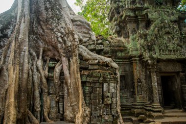 Tapınak duvarları ağaçta. Ta Prohm.Angkor.Cambodia.