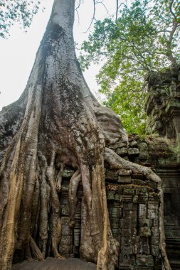 Tapınak duvarları ağaçta. Ta Prohm.Angkor.Cambodia.