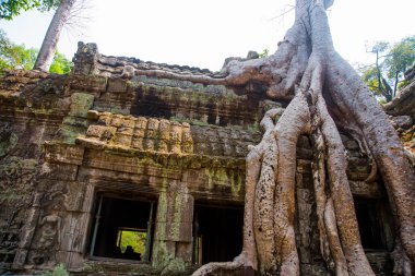 Tapınak duvarları ağaçta. Ta Prohm.Angkor.Cambodia.