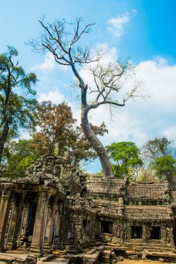 Tapınak duvarları ağaçta. Ta Prohm.Angkor.Cambodia.