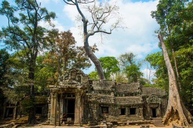 Tapınak duvarları ağaçta. Ta Prohm.Angkor.Cambodia.