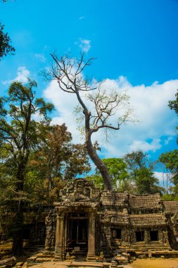 Tapınak duvarları ağaçta. Ta Prohm.Angkor.Cambodia.