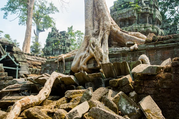 The trees on the temple walls.Ta Prohm.Angkor.Cambodia. — Stock Photo, Image