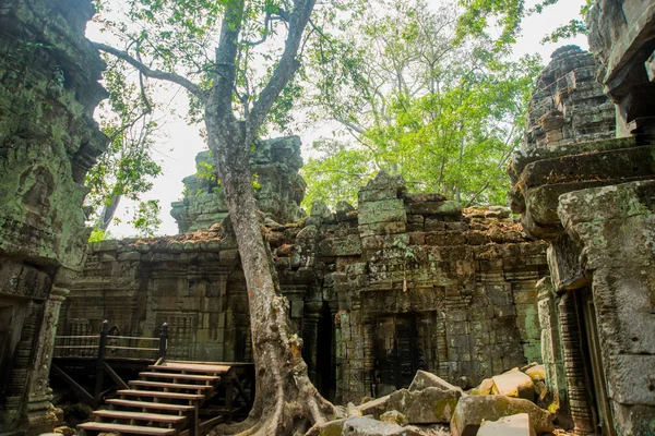 Los árboles en las paredes del templo.Ta Prohm.Angkor.Camboya . — Foto de Stock