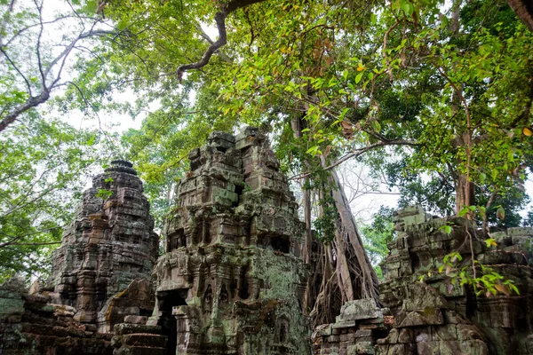 Gli alberi sulle pareti del tempio.Ta Prohm.Angkor.Cambogia . — Foto Stock