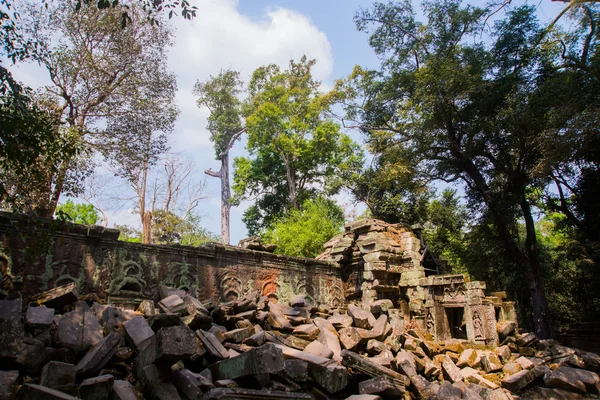 在寺院的墙壁上树。Ta Prohm.Angkor.Cambodia. — 图库照片