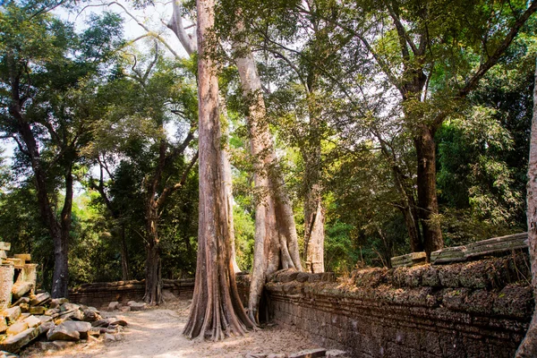 寺院の壁に木。Ta Prohm.Angkor.Cambodia. — ストック写真